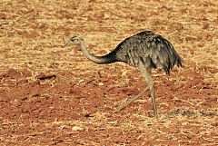 Greater Rhea